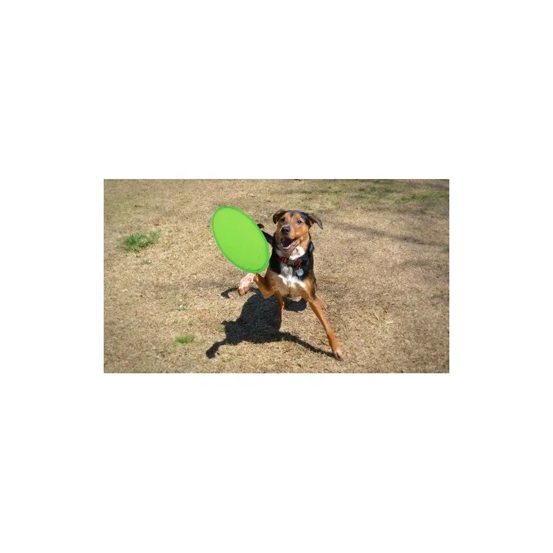 Frisbee Watson : Le Compagnon de Vos Loisirs