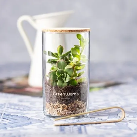 Terrarium Anymak : Mini Serre Écologique