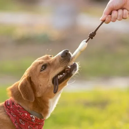 Jouet Durable pour Animaux de Compagnie Salmer