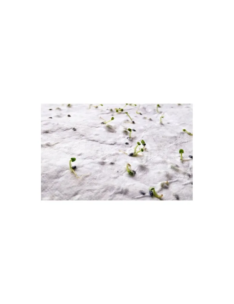 Papier A6 Graines de Fleurs ASIDO - Écologique & Unique