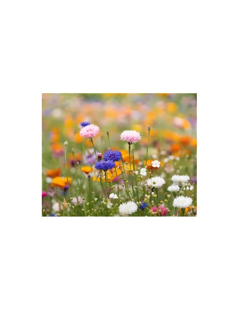 Papier A6 Graines de Fleurs ASIDO - Écologique & Unique