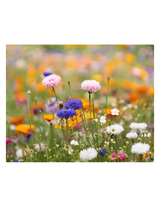 Papier A6 Graines de Fleurs ASIDO - Écologique & Unique