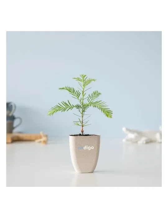 Treemore Arbres prêts-à-poster Séquoia côtier