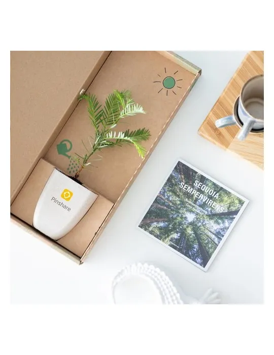 Treemore Arbres prêts-à-poster Séquoia côtier