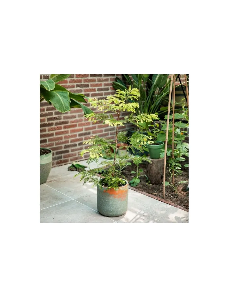 Treemore Arbres prêts-à-poster Séquoia côtier