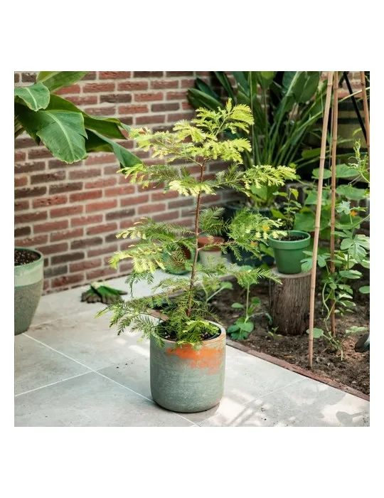 Treemore Arbres prêts-à-poster Séquoia côtier