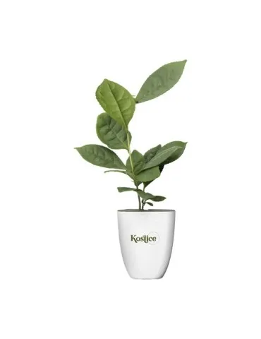 Treemore Arbres prêts-à-poster Théier