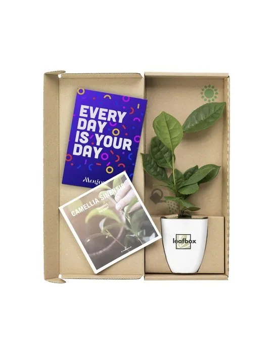 Treemore Arbres prêts-à-poster Théier