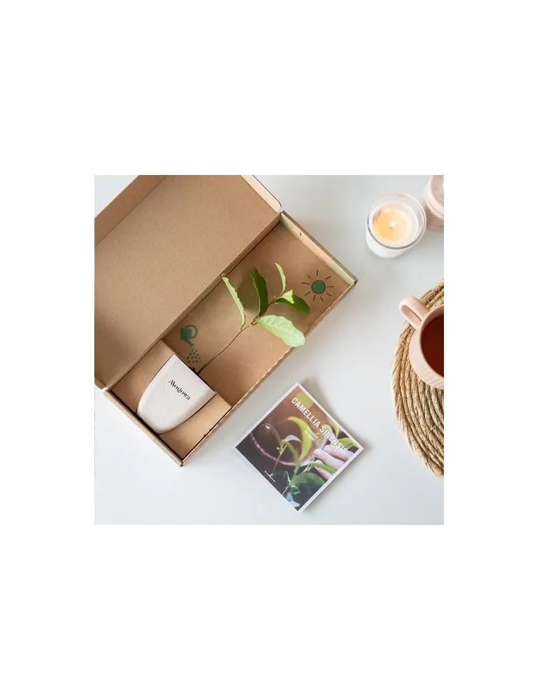 Treemore Arbres prêts-à-poster Théier