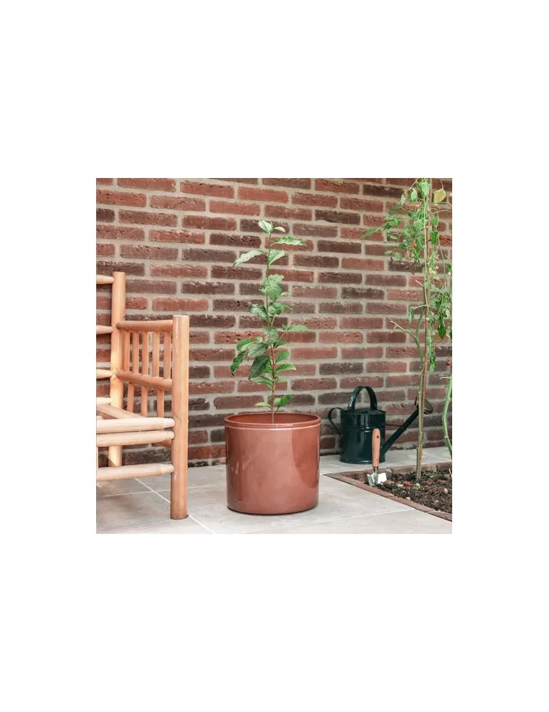 Treemore Arbres prêts-à-poster Théier