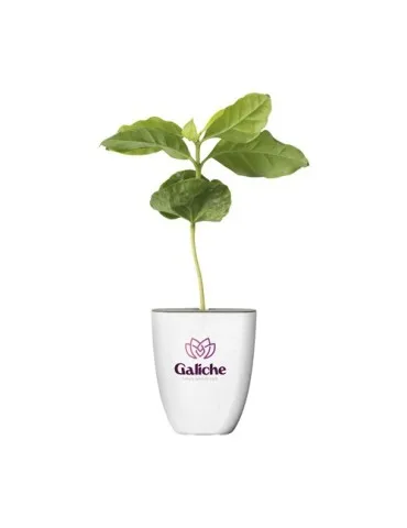 Treemore Arbres prêts-à-poster Caféier d'Arabie