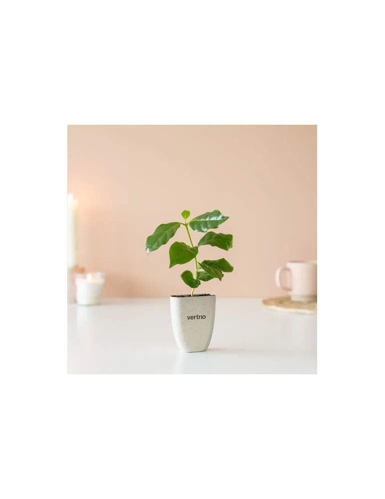 Treemore Arbres prêts-à-poster Caféier d'Arabie