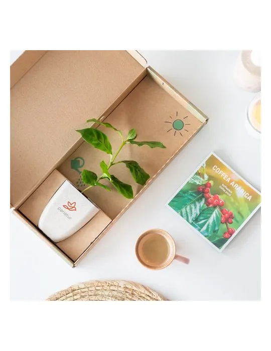 Treemore Arbres prêts-à-poster Caféier d'Arabie