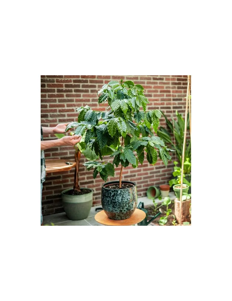 Treemore Arbres prêts-à-poster Caféier d'Arabie