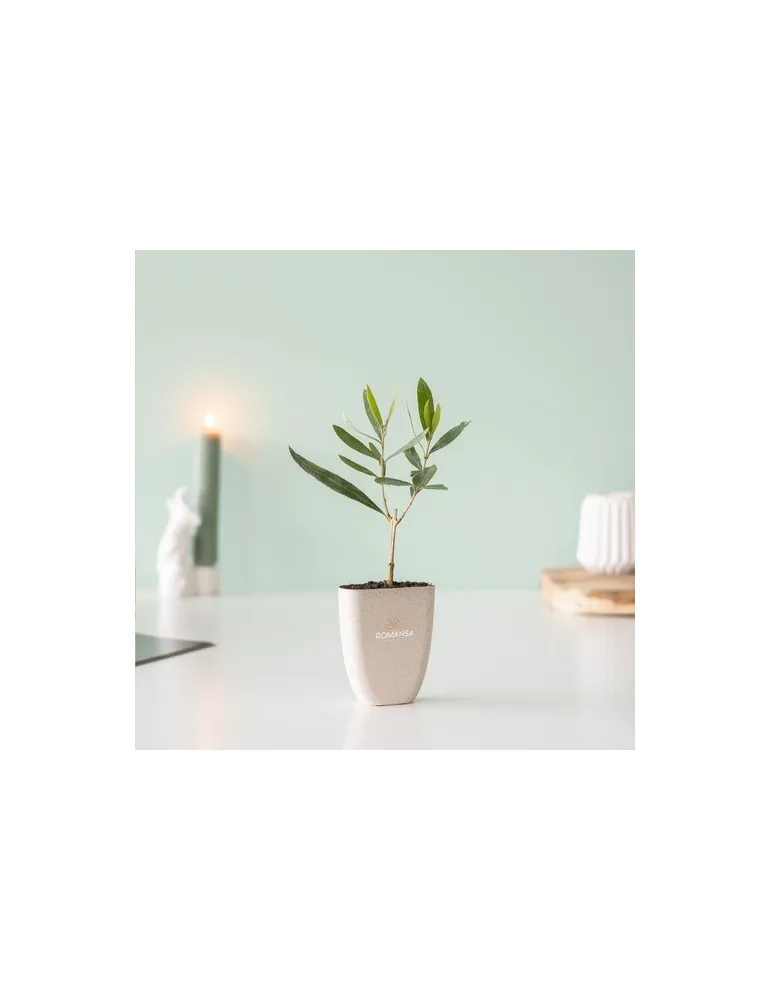 Treemore Arbres prêts-à-poster L'olivier