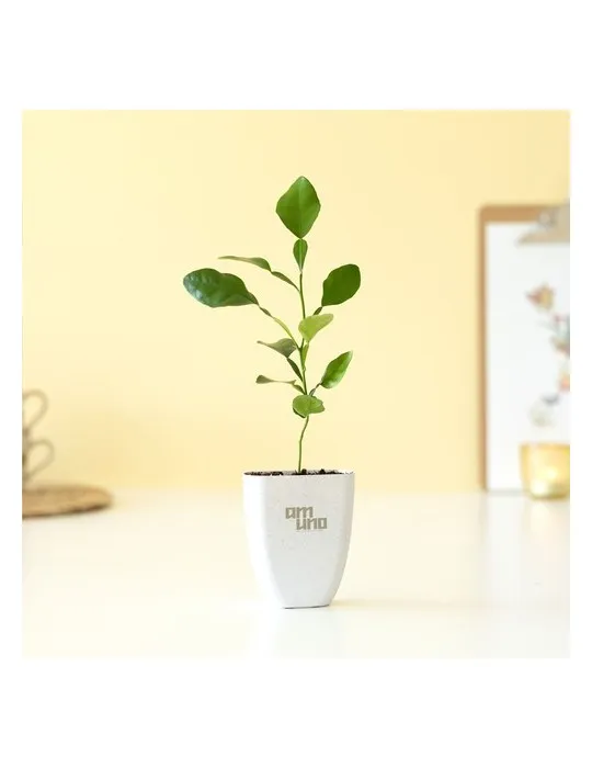 Treemore Arbres prêts-à-poster Arbre Agrume Kaffir Lime