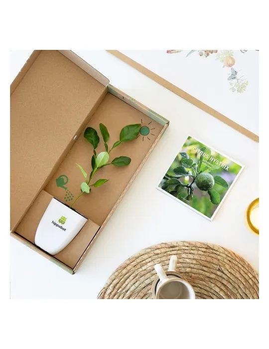 Treemore Arbres prêts-à-poster Arbre Agrume Kaffir Lime