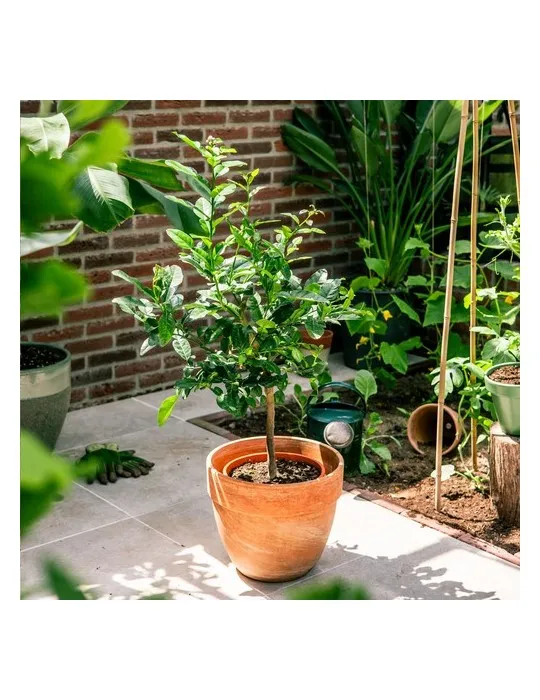 Treemore Arbres prêts-à-poster Arbre Agrume Kaffir Lime