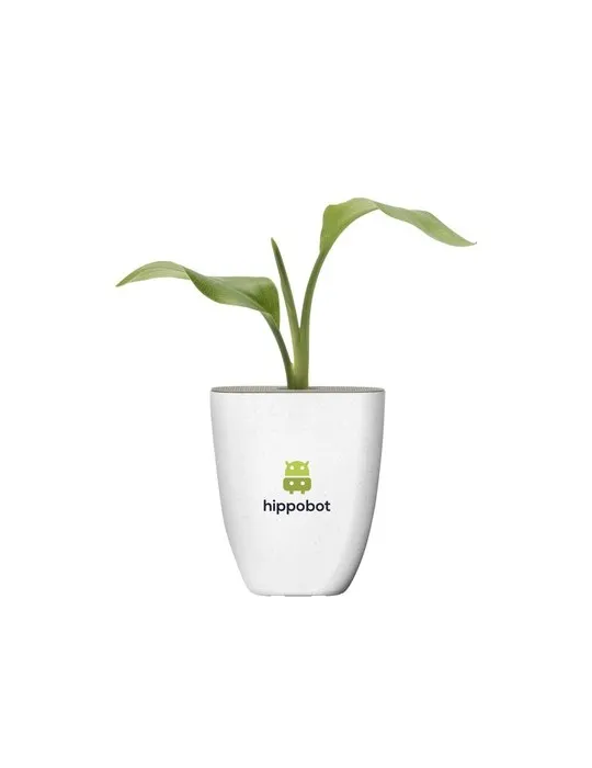 Treemore Arbres prêts-à-poster Plante Oiseau du Paradis