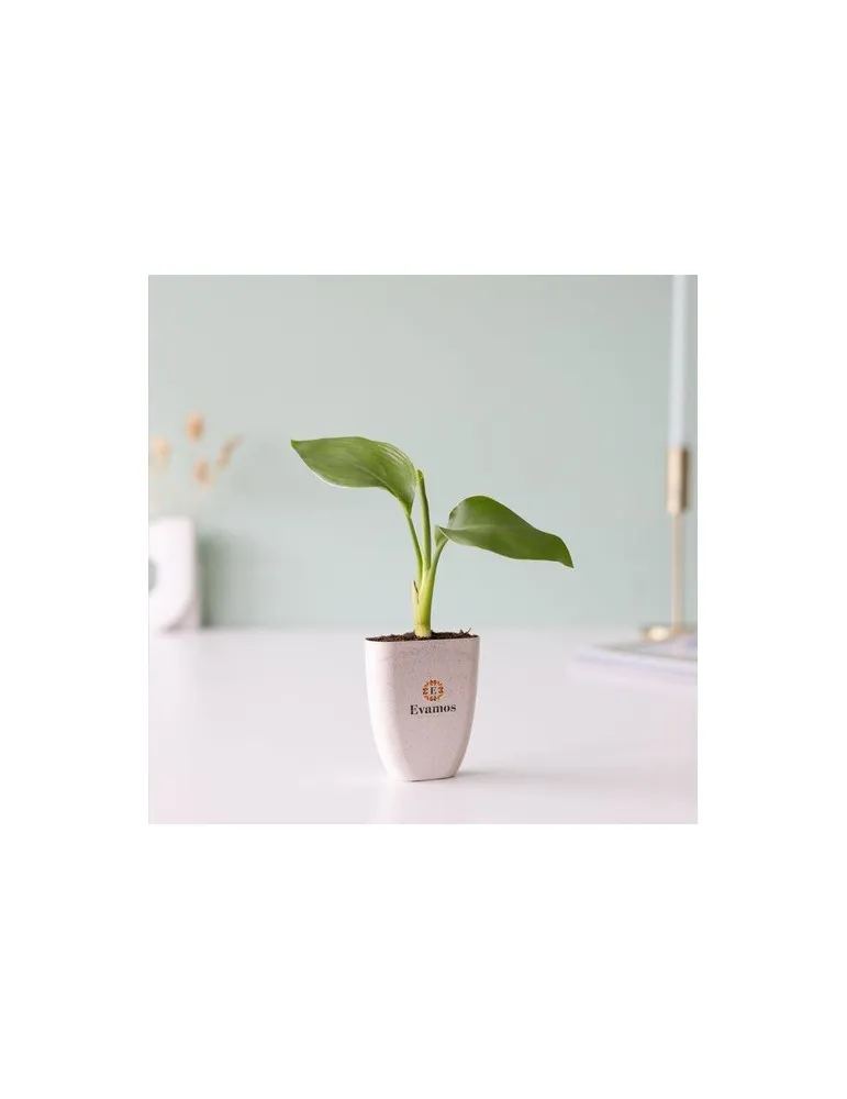 Treemore Arbres prêts-à-poster Plante Oiseau du Paradis