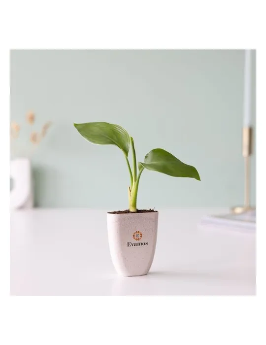 Treemore Arbres prêts-à-poster Plante Oiseau du Paradis