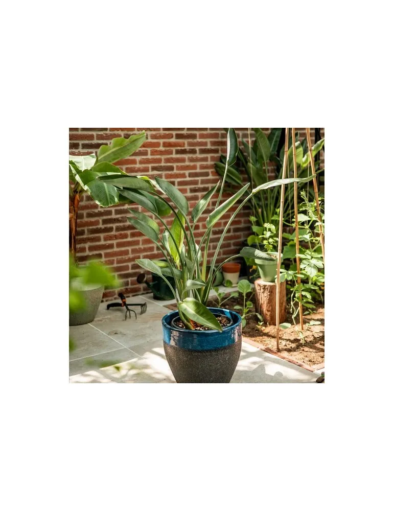 Treemore Arbres prêts-à-poster Plante Oiseau du Paradis