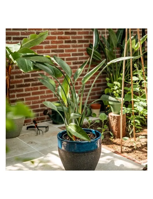 Treemore Arbres prêts-à-poster Plante Oiseau du Paradis