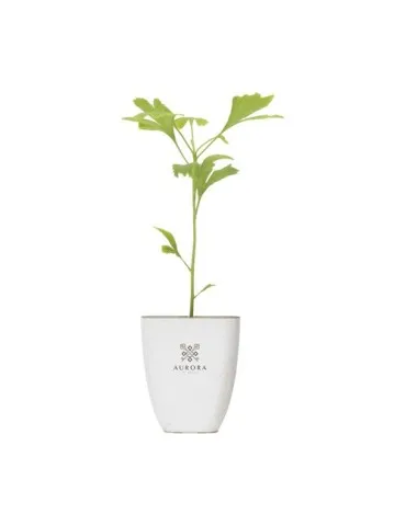 Treemore Arbres prêts-à-poster Arbre Noyer du Japon