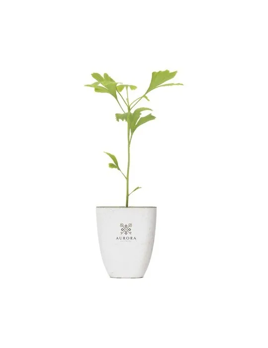 Treemore Arbres prêts-à-poster Arbre Noyer du Japon