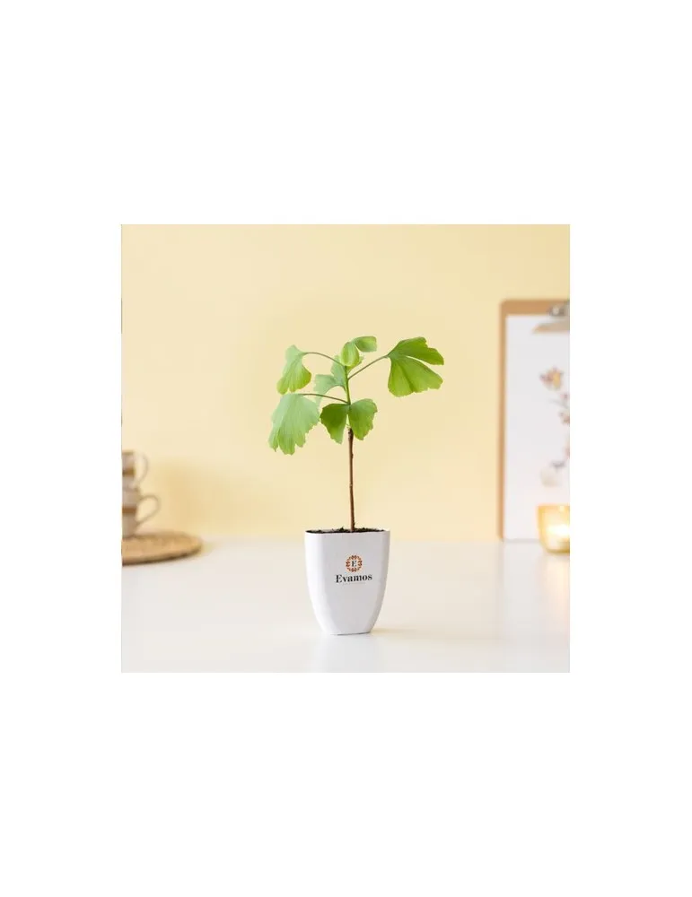 Treemore Arbres prêts-à-poster Arbre Noyer du Japon