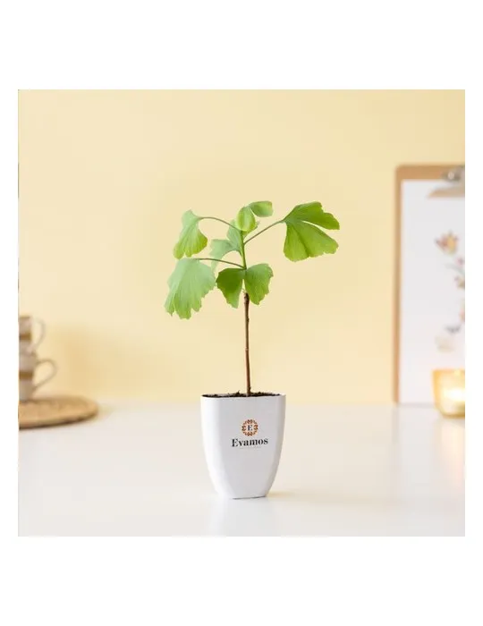 Treemore Arbres prêts-à-poster Arbre Noyer du Japon