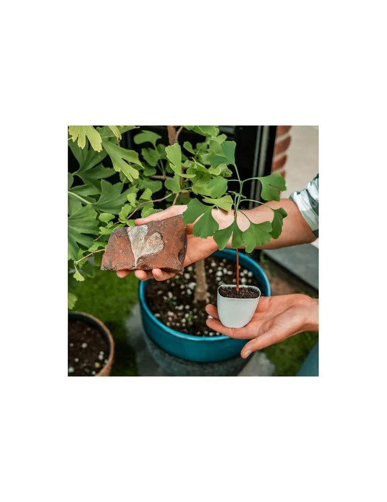 Treemore Arbres prêts-à-poster Arbre Noyer du Japon