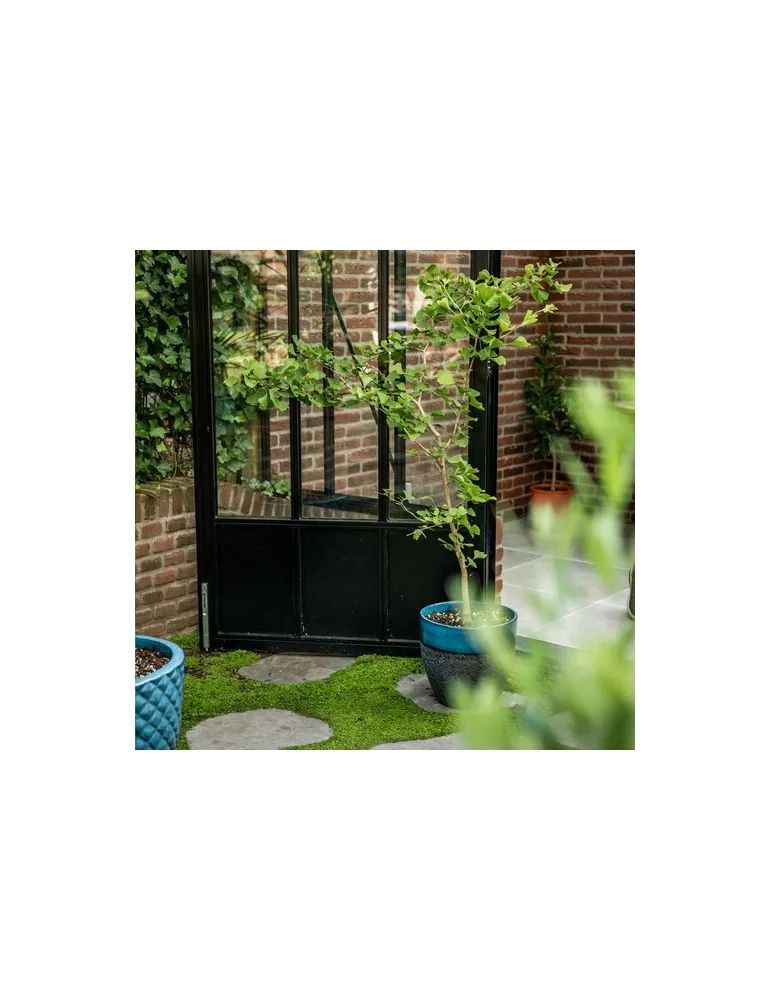 Treemore Arbres prêts-à-poster Arbre Noyer du Japon