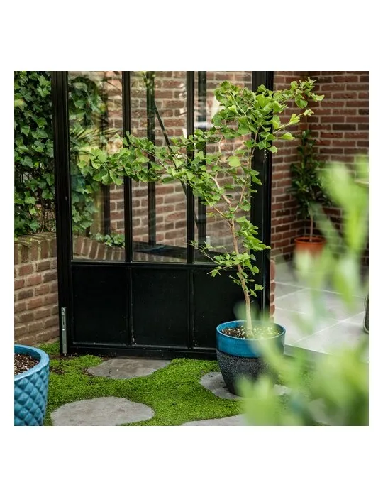 Treemore Arbres prêts-à-poster Arbre Noyer du Japon