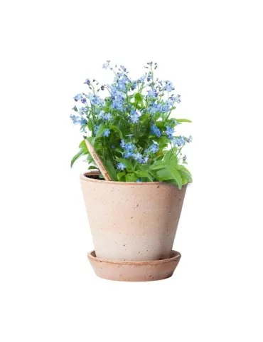 Sproutworld Unsharpened Pencil crayon non taillé