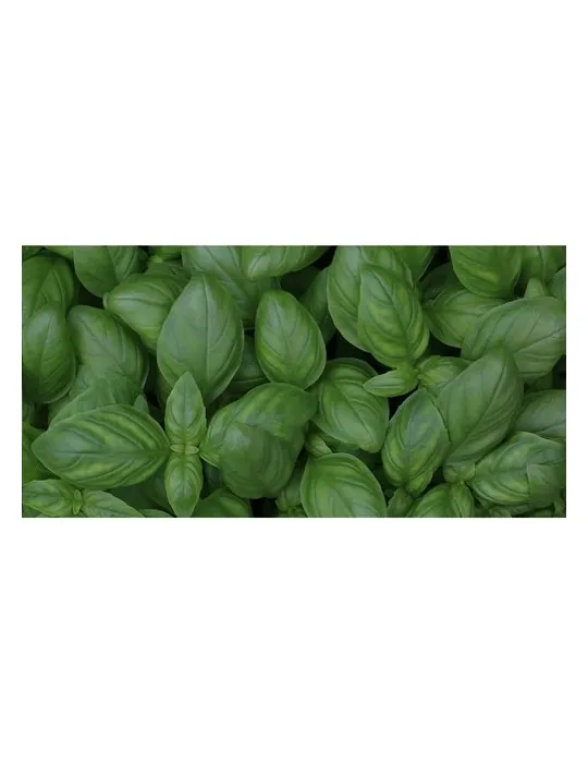 Sproutworld Unsharpened Pencil crayon non taillé