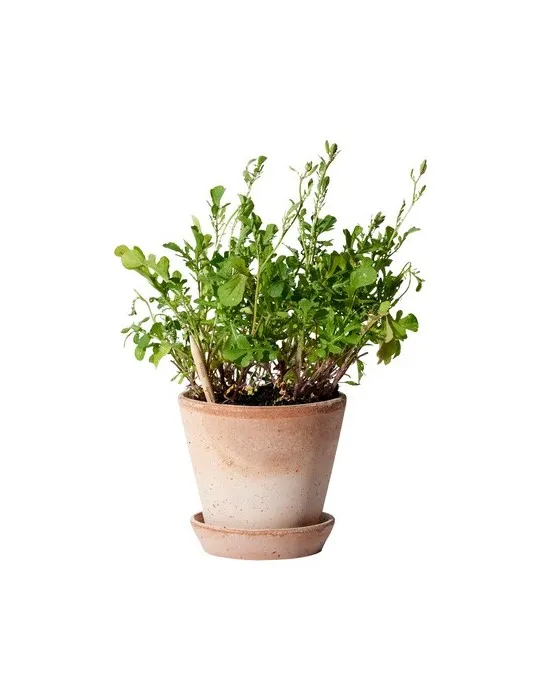 Sproutworld Unsharpened Pencil crayon non taillé