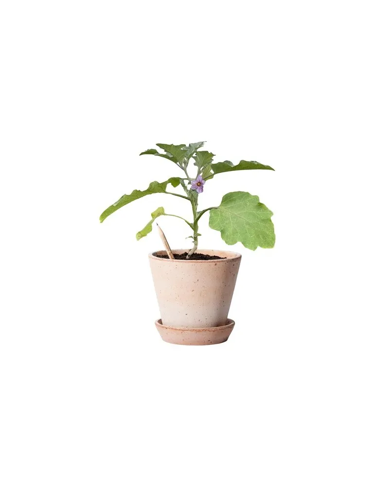 Sproutworld Unsharpened Pencil crayon non taillé