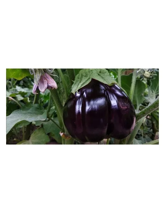 Sproutworld Unsharpened Pencil crayon non taillé