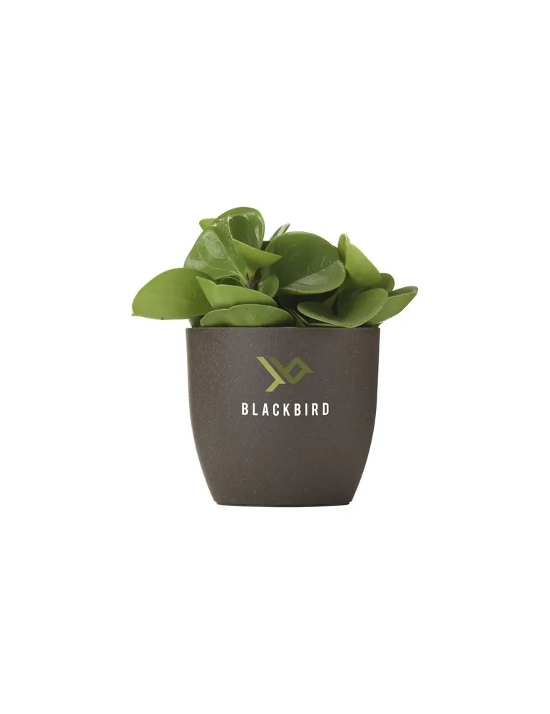 Coffee Flowerpot pot de fleurs