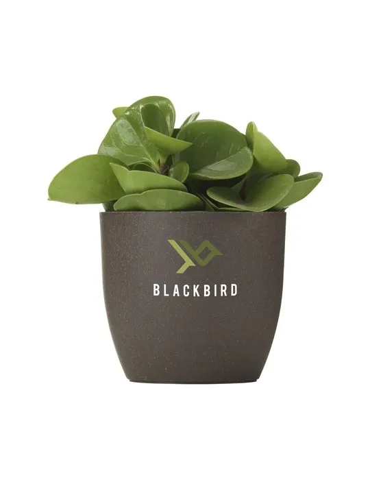 Coffee Flowerpot pot de fleurs