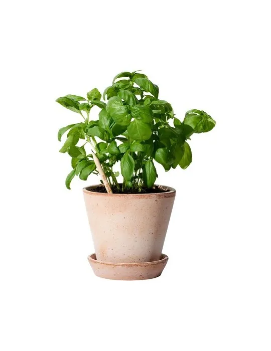 Sproutworld Sharpened Pencil crayon taillé