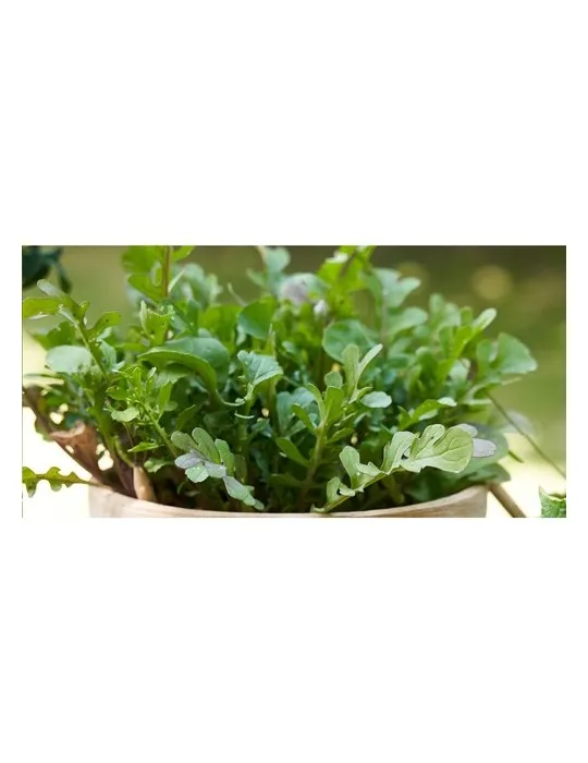 Sproutworld Sharpened Pencil crayon taillé