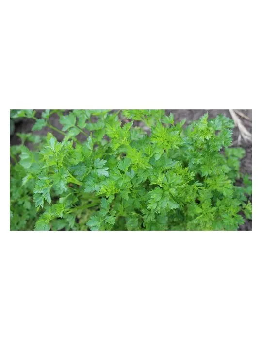 Sproutworld Sharpened Pencil crayon taillé