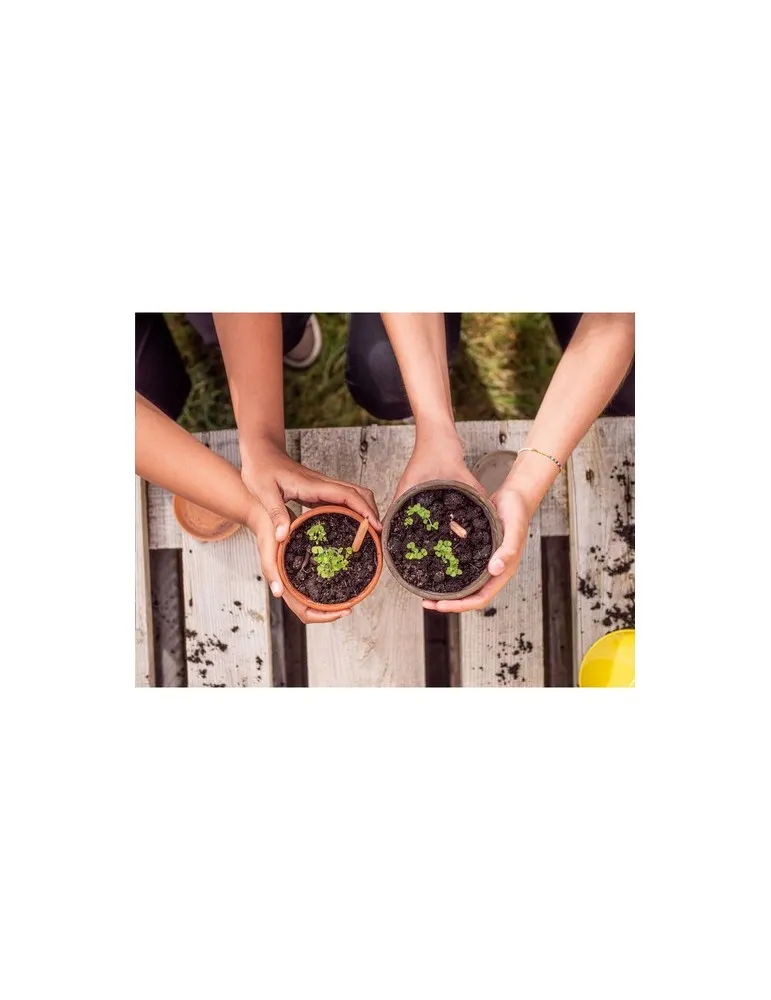 Sproutworld Sharpened Pencil crayon taillé